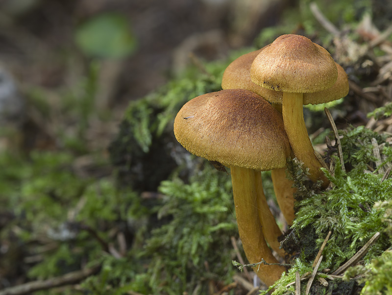 Cortinarius lignicola